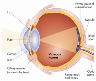 Eye Cross-Section